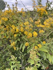 Callaeum macropterum