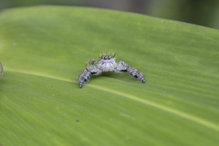 Hyllus