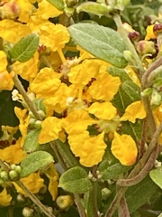 Callaeum macropterum