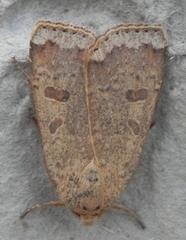 Abagrotis alternata
