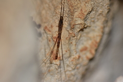 Ploiaria domestica