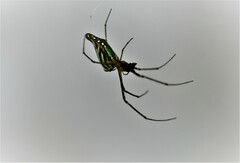 Leucauge decorata