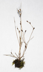 Juncus bufonius