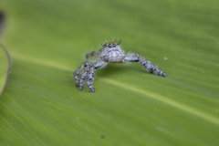 Hyllus