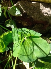 Oxalis