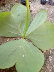 Oxalis