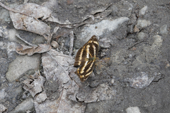 Neptis