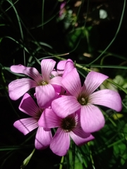 Oxalis