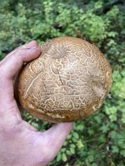 Catathelasma