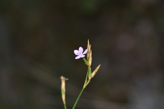 Dianthus ciliatus