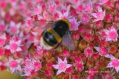 Bombus terrestris audax