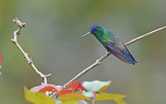 Saucerottia cyanifrons