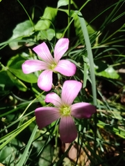 Oxalis