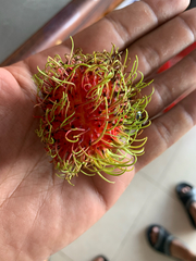 Nephelium