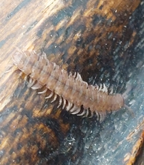 Polydesmus
