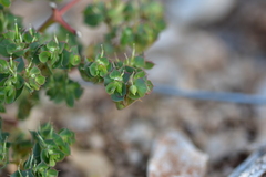 Euphorbia falcata