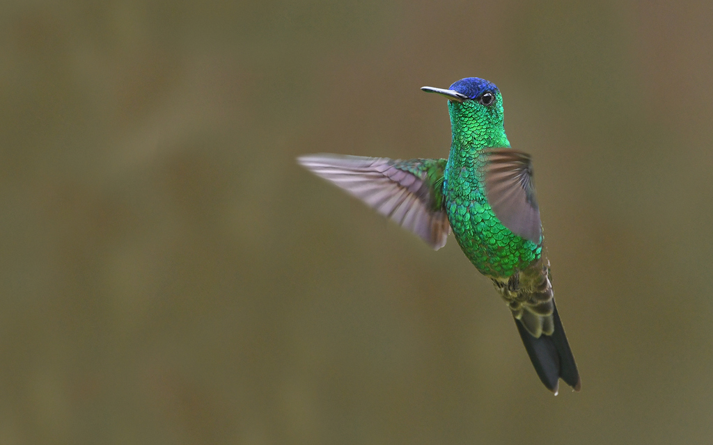 Indigo-capped Hummingbird photo
