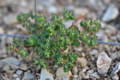 Euphorbia falcata