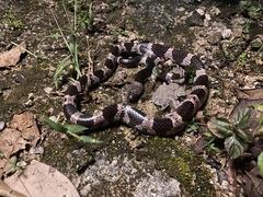 Lycodon futsingensis