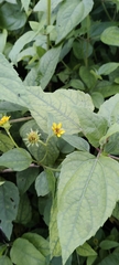 Wollastonia