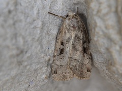 Xestia normanianus