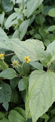 Wollastonia