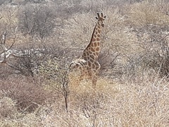 Giraffa camelopardalis angolensis