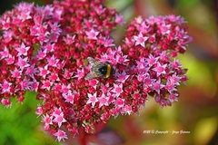 Bombus terrestris audax