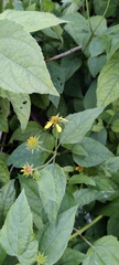 Wollastonia