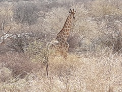 Giraffa camelopardalis angolensis