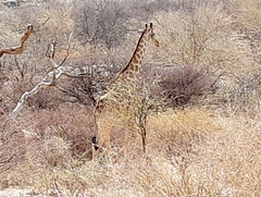 Giraffa camelopardalis angolensis