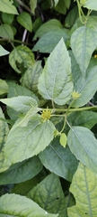 Wollastonia