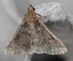 Renia discoloralis