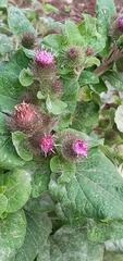 Arctium minus
