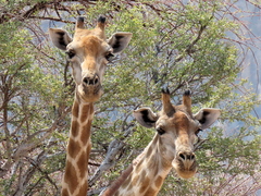 Giraffa camelopardalis angolensis