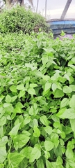 Wollastonia