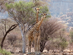 Giraffa camelopardalis angolensis
