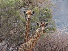 Giraffa camelopardalis angolensis