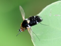 Bombylella