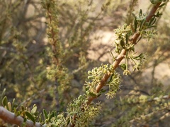 Boscia foetida foetida