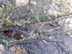 Boscia foetida foetida