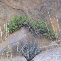 Myriopteris fendleri