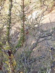Boscia foetida foetida