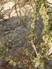 Boscia foetida foetida