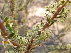 Boscia foetida foetida