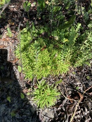 Eriocaulaceae