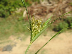 Cyperus esculentus