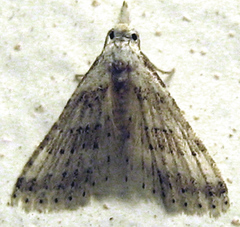 Alucitidae