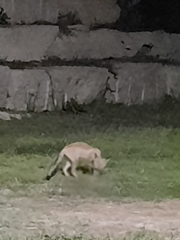 Vulpes vulpes