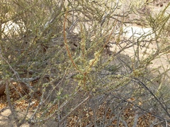 Boscia foetida foetida